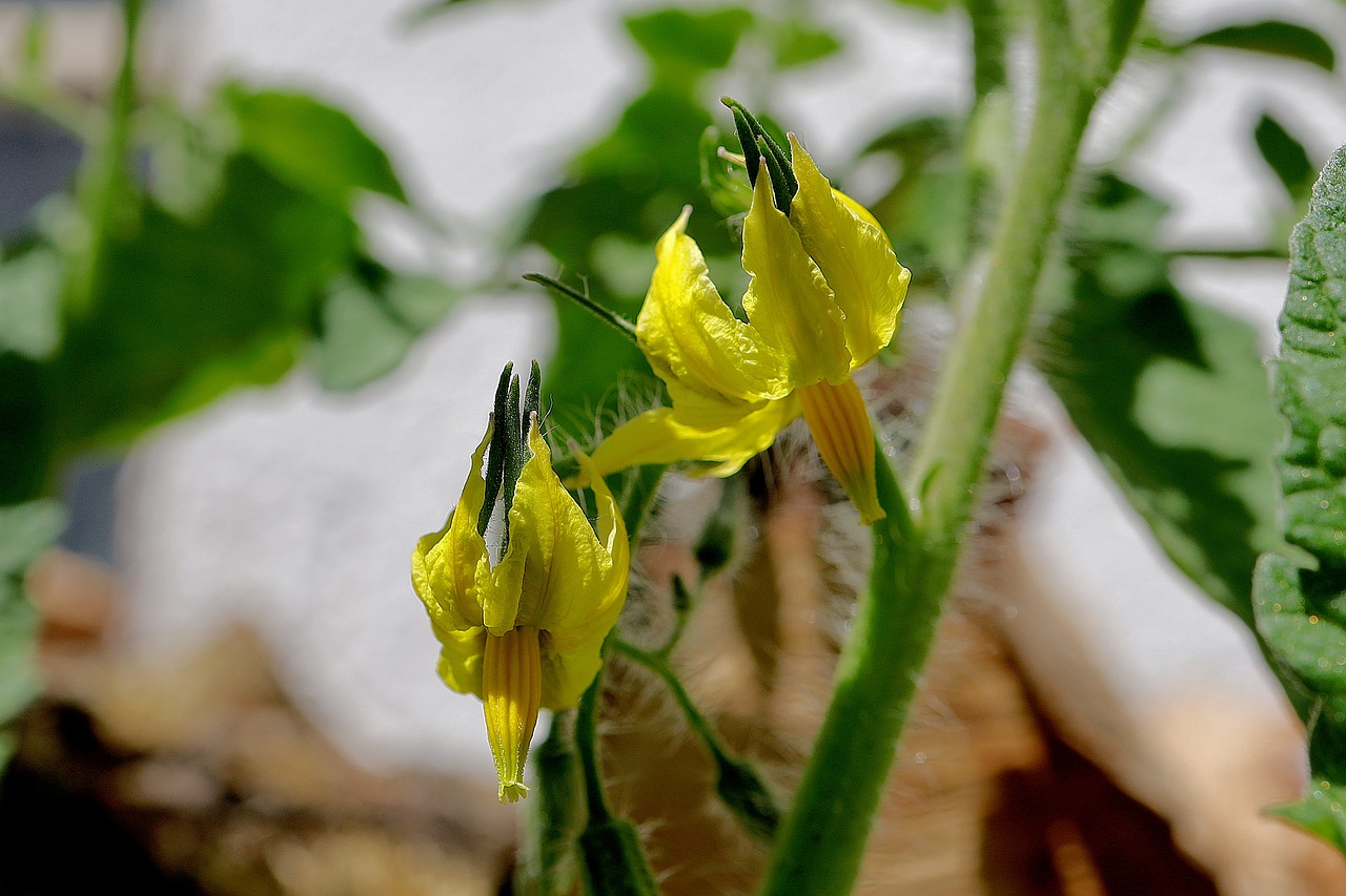 Grow Big, Juicy Tomatoes in Your Backyard